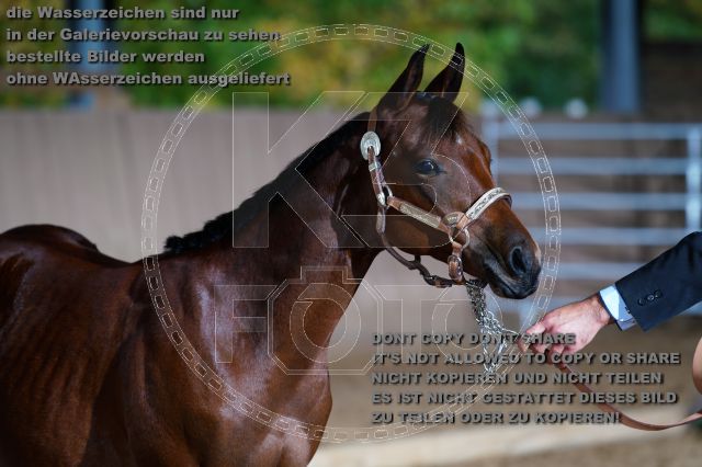 s_K3F04697.JPG